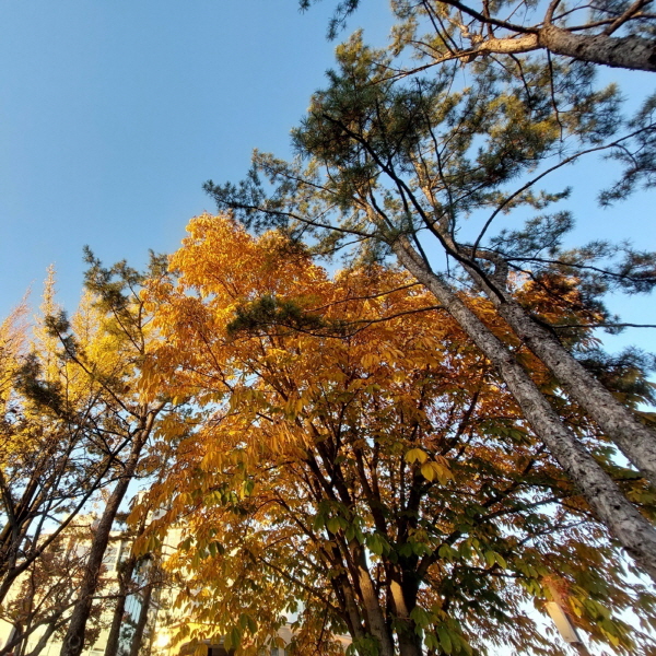 main_image 600.jpg